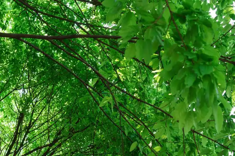 一般我们形容绿色并不会用浓烈和鲜艳这样的字眼,但那天的阳光下,那种