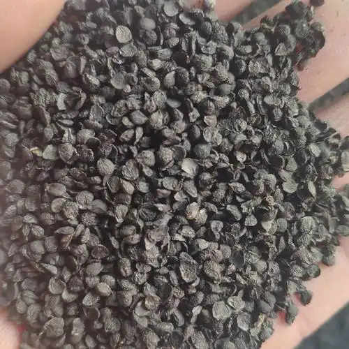 批发葱籽 中药材葱子 葱籽 新货 浄货 农副产品