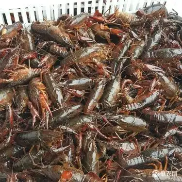 清水小龙虾 *生 2-4钱