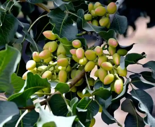 【如兰分享】自知不二:开心果