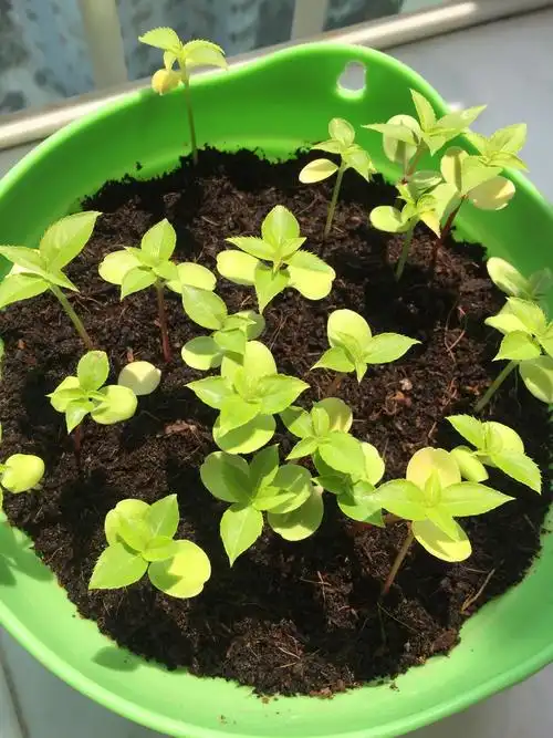 那是凤仙花幼苗的第一对真叶子.叶子长2厘米.