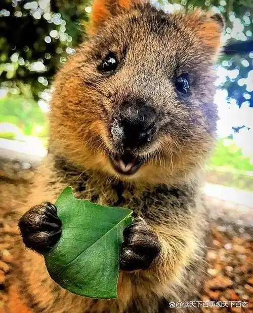 短尾矮袋鼠是有袋目哺乳动物,看起来像老鼠一样.