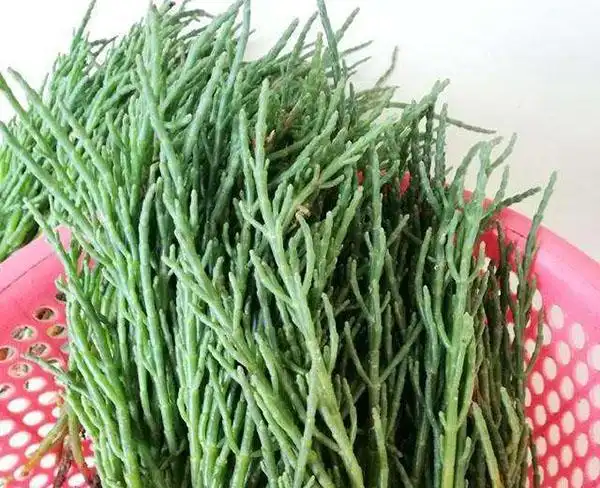 西洋海笋种植前景