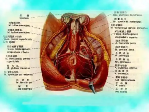 球海绵体肌锻炼图解