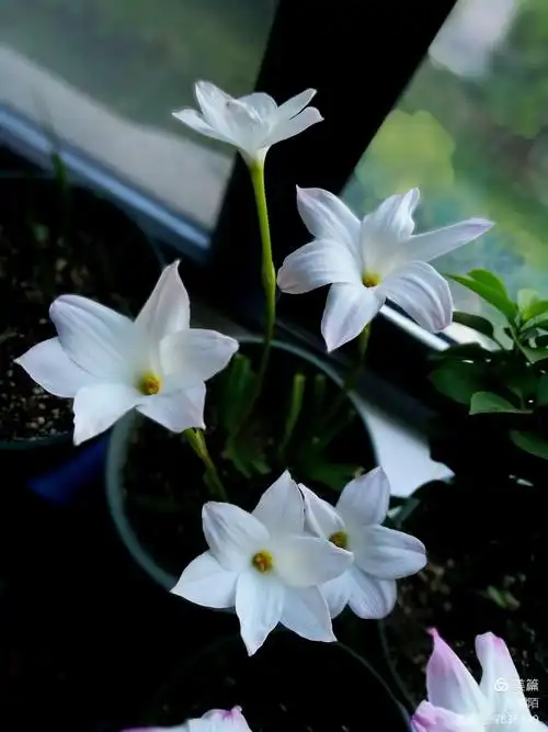 风雨兰一一白丽丽