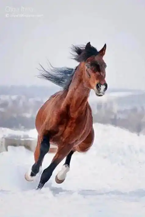 金马,木马,水马,火马,土马,哪个年份的马好?