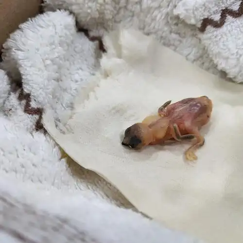 捡的小麻雀终于开始长毛了