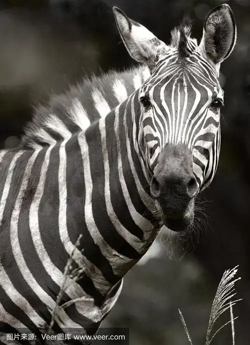 斑马凝视的黑白图像