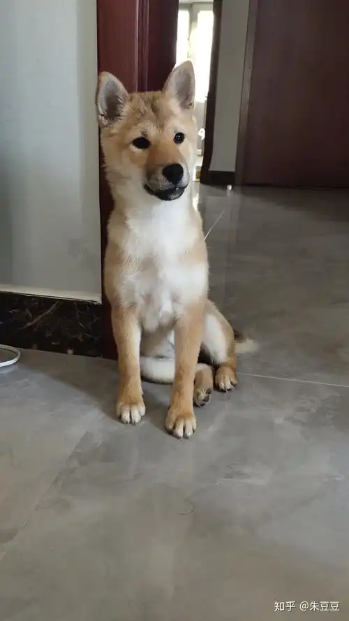 我这个柴犬是串吗好长的狐狸脸