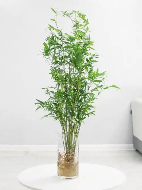 水培米竹植物室内盆栽小型凤尾竹盆景桌面绿植微水养竹苗观赏竹子