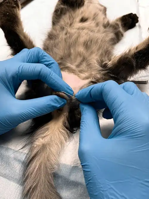 公犬公猫睾丸摘除手术的最新技术详解:20张临床图片详解动物摆位,手术