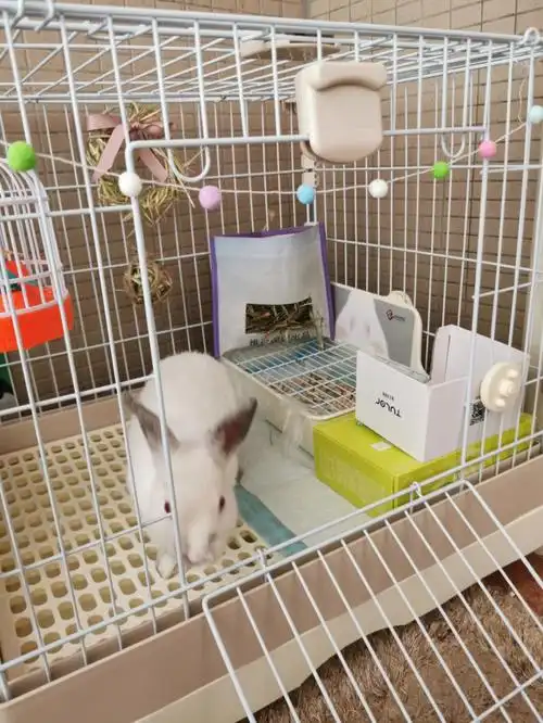 幼兔笼子diy布置