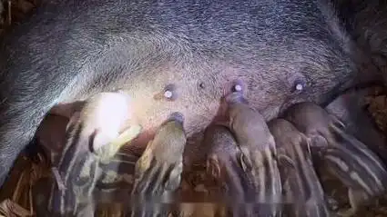 第一百三十七集丨野外生存,农庄再次迎来八只野猪幼崽