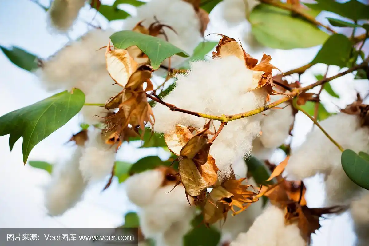 花园里的棉花树特写