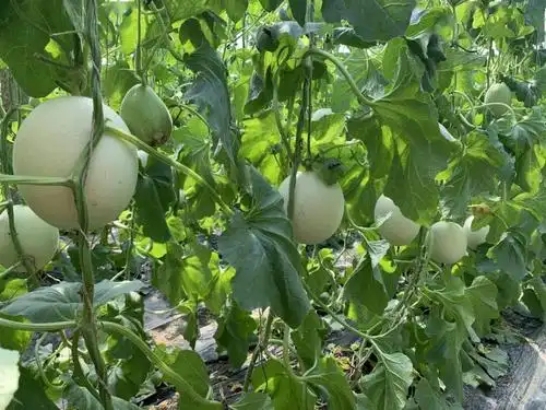 甜瓜中的冰淇淋,为了它,甘愿戒掉吃了几十年的晚餐!_种植