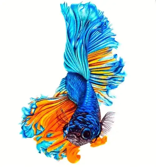 彩铅斑斓的凤尾鱼