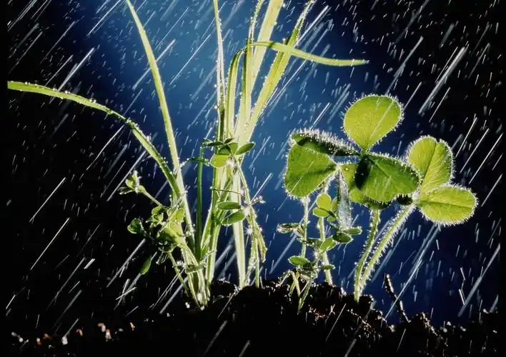 雨——班上孩子和我的诗(3)
