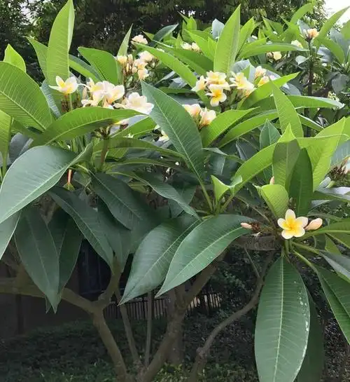 原创图文小诗《鸡蛋花树》