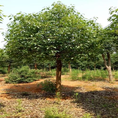 香樟树大小叶香樟庭院四季常青驱蚊南北方种植大型工程绿化木