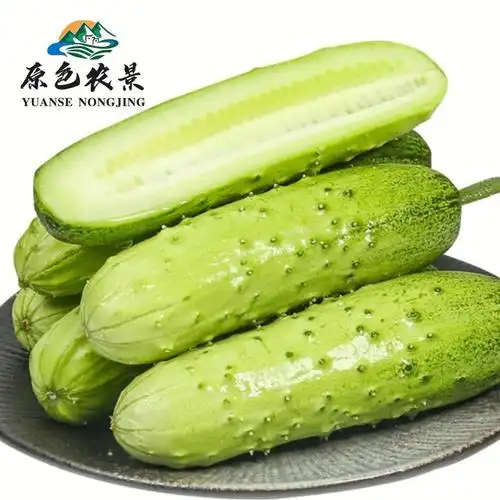 推荐一款能吃到儿时味道的老品种小黄瓜