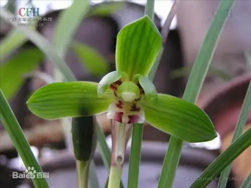 豆瓣兰,即云南众多的优秀兰花品种之一