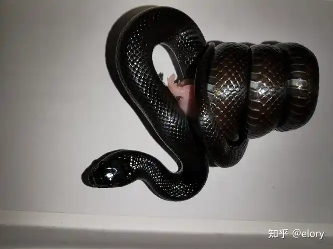 这是什么宠物蛇? - 知乎