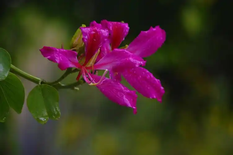 山野寻奇——羊蹄甲