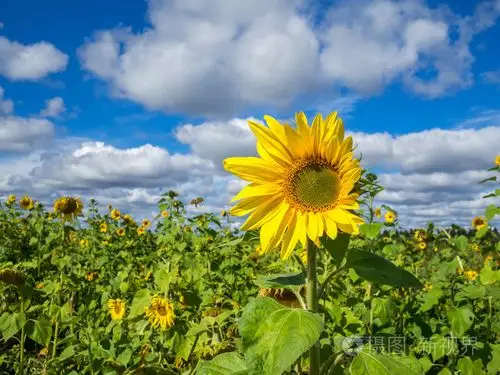 向日葵在阳光明媚的一天