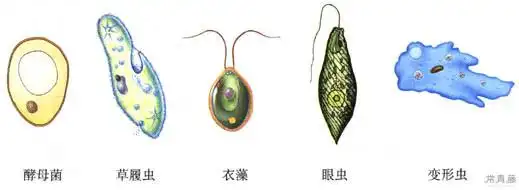 第四节 单细胞生物 (8).jpg.jpegjpg