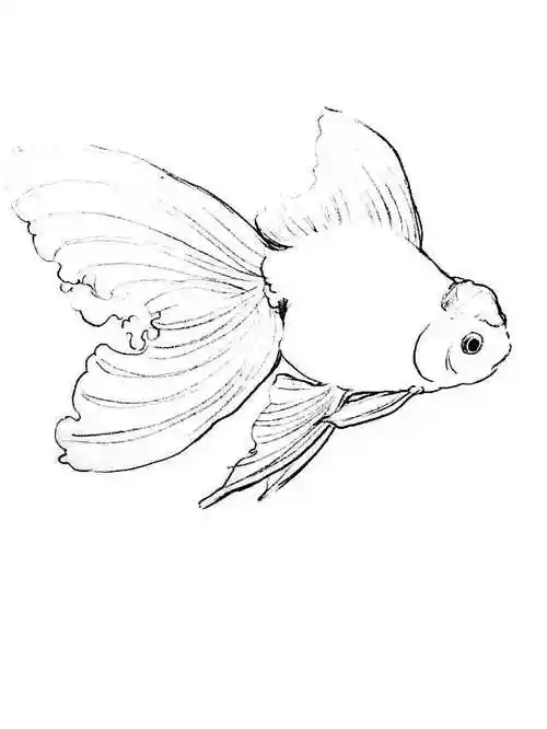 素材 | 一组金鱼线描