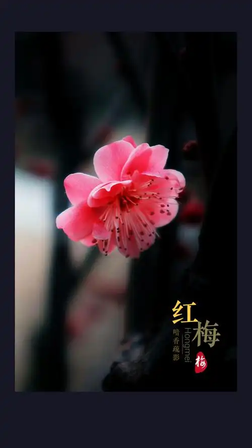 红梅花开·暗香疏影·如诗如画