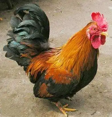 元宝鸡娇小玲珑漂亮