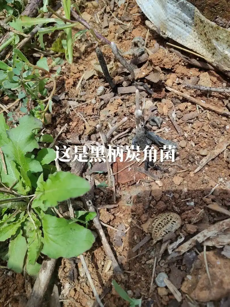 前几天拿来玩觉得好奇,原来这个是乌灵参啊9898