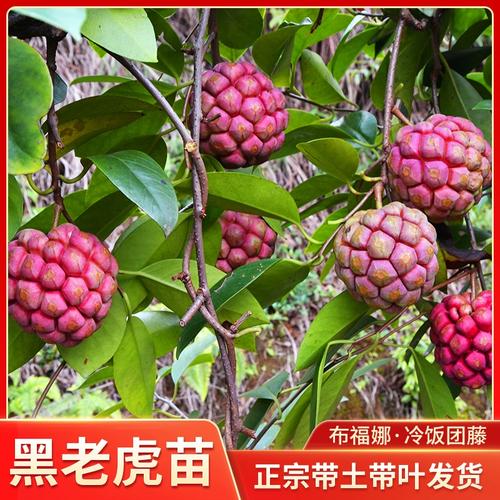 黑老虎苗布福娜大血藤果树酒饭团爬藤树苗五味子盆栽南北方可种植