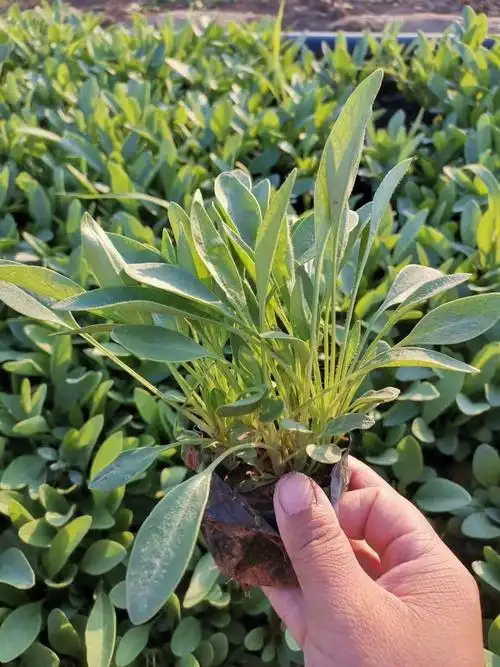 苗圃急售大量金鸡菊金鸡菊工程杯苗金鸡菊种植基地金鸡菊杯苗价格