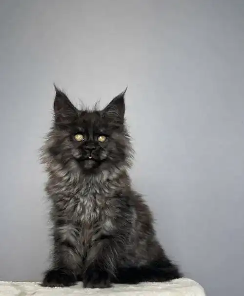 烟灰色缅因猫找家长啦