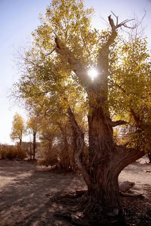 沙漠英雄树一一胡杨