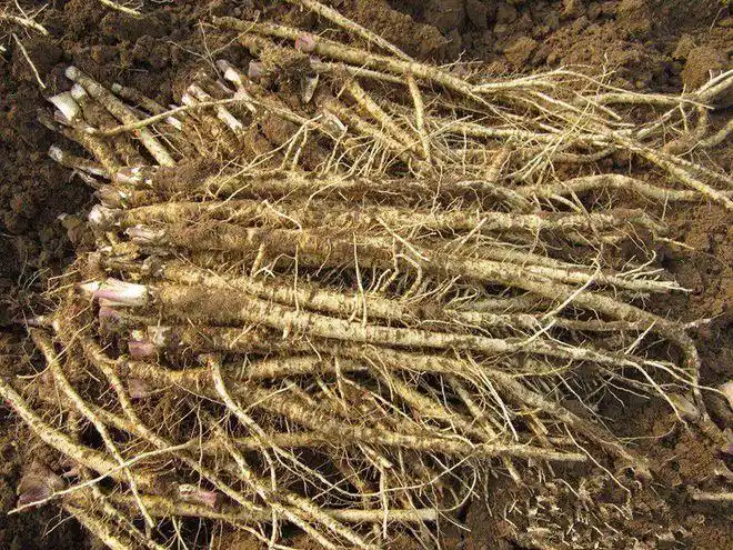 农村生长的多年生植物大部分茎埋在沙里却有养阴清肺的功效