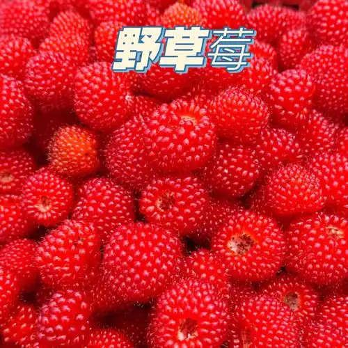 野草莓