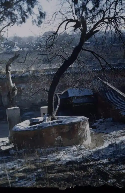 1948年的北京:崇祯皇帝上吊的歪脖子树