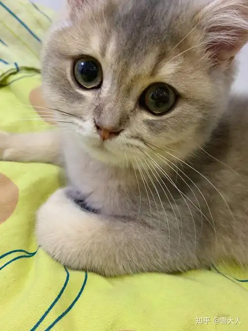 英短蓝金渐层猫猫找家长 - 知乎