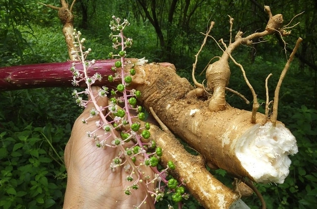 山萝卜商陆并非土人参逐水消肿利二便当补药食用中毒