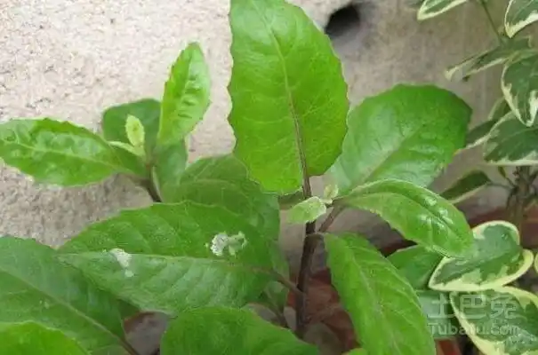 救命草图片及功效的介绍