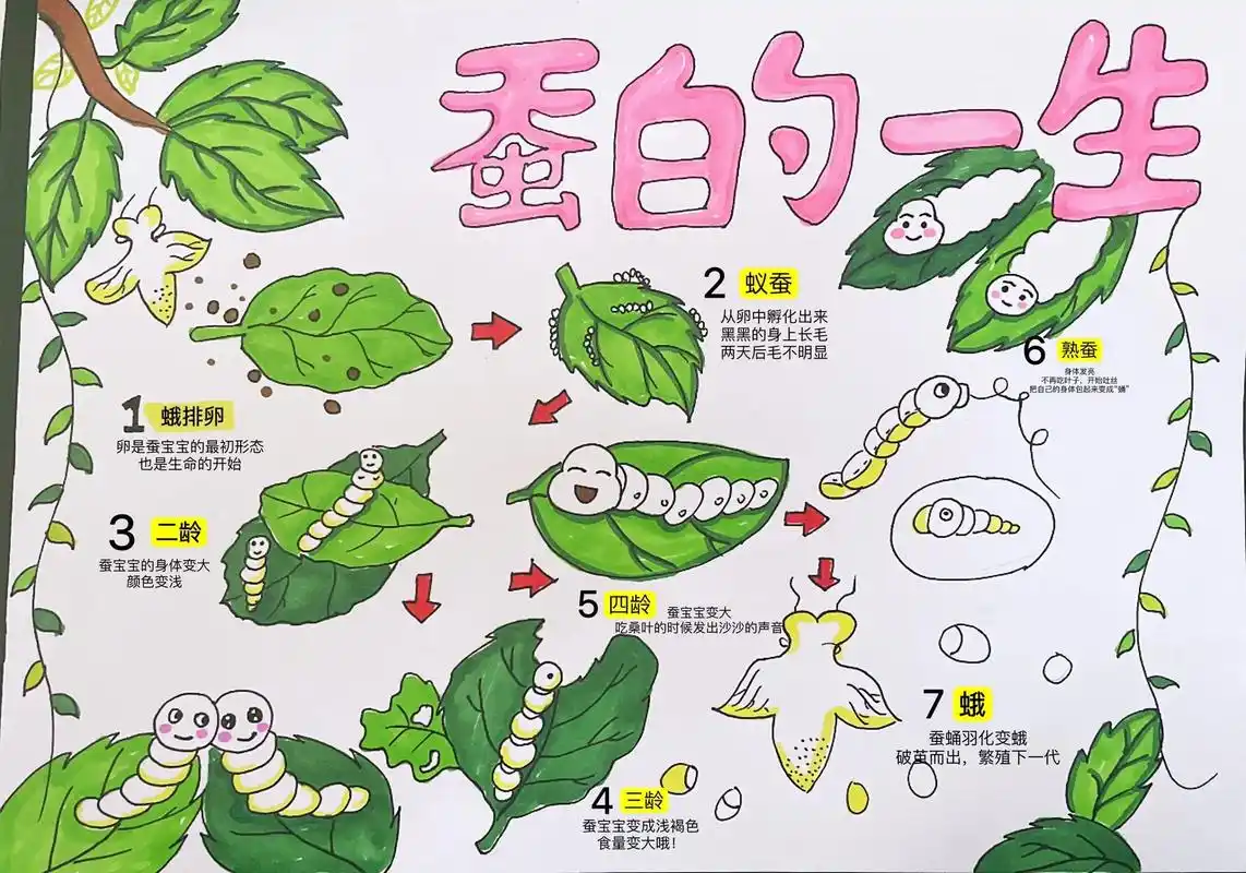 蚕宝宝成长记(手抄报)蚕宝宝成长记,蚕宝宝的一生#一起学画画 - 抖音
