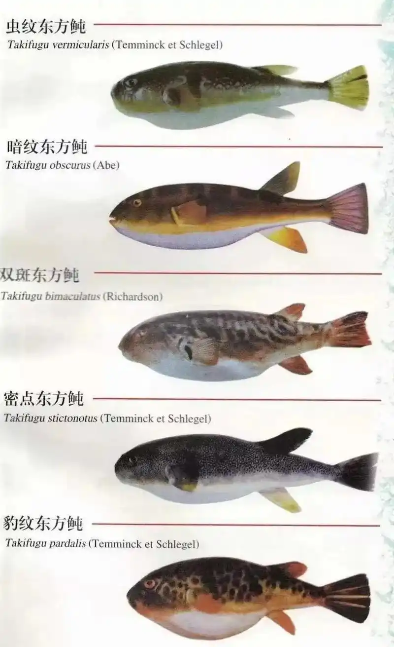 河豚97品种你了解多少#抖音热门7070 #抖音美食创作人  - 抖音