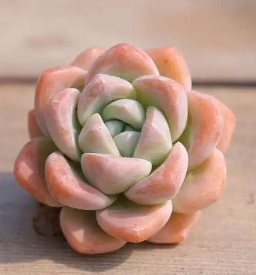 络咚棠**上新果冻冰玉一物一拍多肉植物盆栽绿植花卉盆花办公稀有贵货