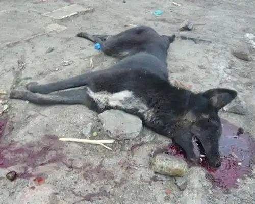 黑河暂缓见狗杀狗,我们不必如释重负