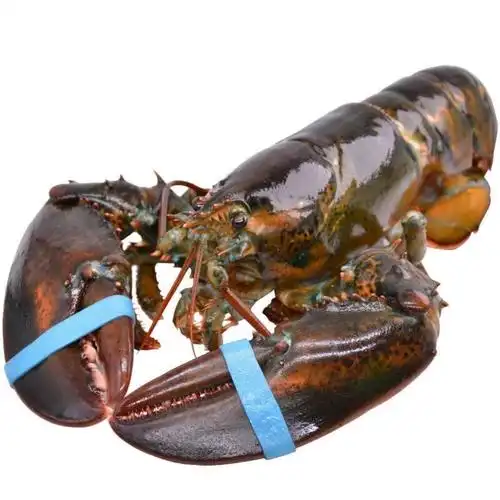 波士顿龙虾新鲜鲜活冷冻大龙虾酒店采购 波龙1只1斤十墨鱼仔400g1包