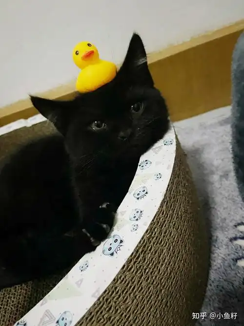 拥有一只黑色美短的体验