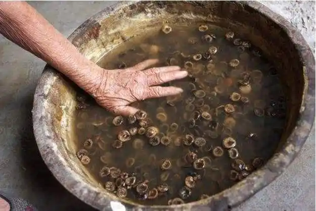 民间常用马钱子来治疗风湿性疾病马钱子中毒多为急性中毒,首先应将